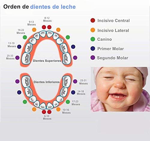 DEAROPE Caja de Dientes, Caja para Dientes en Español de Leche, Caja de Madera para Guardar Dientes (Niña)