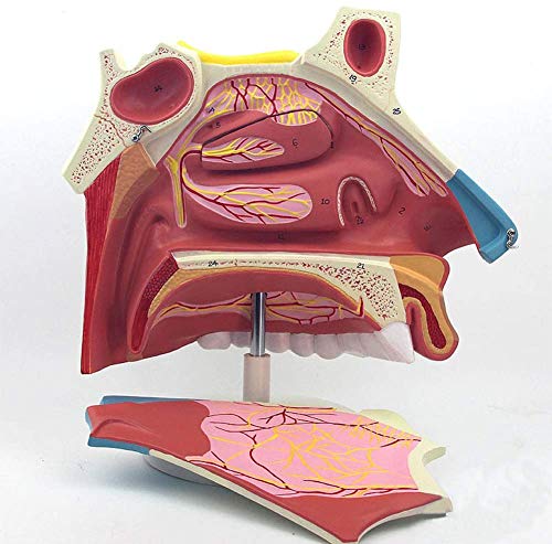 YYSDH 3 Tiempos Modelo anatómico de la cavidad Nasal Mostrando Nasal del Hueso y la sección del cartílago de los Senos nasales Fronta y la mordaza están representados