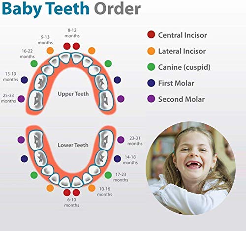 GeekerChip Bebé Dientes Caja(Niña),Caja de Madera para Guardar Dientes para Little Bebé [Versión Español]