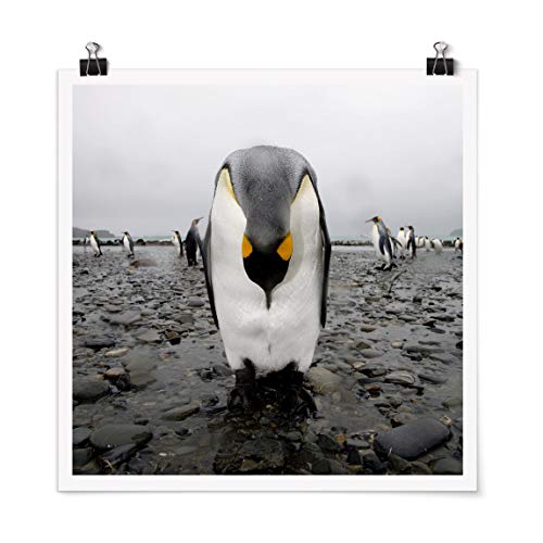 Bilderwelten Poster Impresión Gallery Print Penguin Cuadrado, Cuadro Mate 30 x 30cm