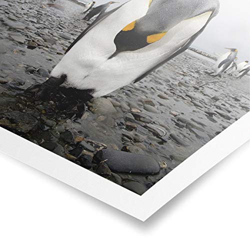 Bilderwelten Poster Impresión Gallery Print Penguin Cuadrado, Cuadro Mate 30 x 30cm