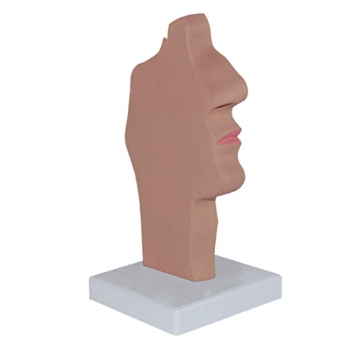 AWJ Modelo de anatomía de la Garganta de la cavidad Nasal anatómica Humana, cavidad Nasal laringofaríngea Humana 1: 1, cavidad Oral, faringe, laringe, Modelo anatómico para Ayuda de capacitación