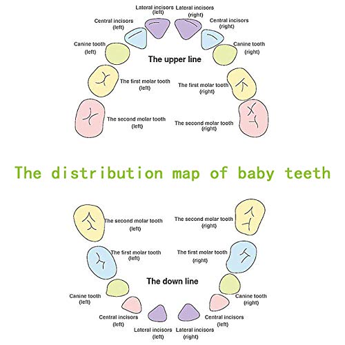 Caja para Guardar Dientes para Niños y Niñas, Acumulación de Dientes - Español, Regalo para Niños en Madera de Souvenir (Niño)