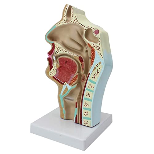 XHLLX Modelo De Cavidad Nasal Patológica Humana Modelo De Cavidad Nasal Laringx Faringe Modelo Humano Anatómico Anatómico Anatomía Anatomía Modelo De Vida para Enseñar Modelo