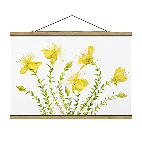 Bilderwelten Imagen de Tela - St. John's Wort In Full Bloom - Tamaño: 33.5cm x 50cm, Material: Roble