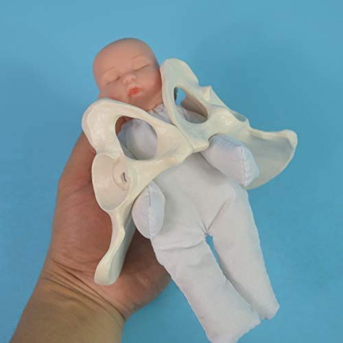 CHHD Simulador de Parto con Modelos de Pelvis de bebé Femenino, Modelo de Parto de Pelvis - Mini Pelvis Femenina y niñera