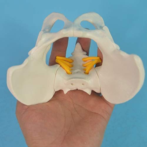 CHHD Simulador de Parto con Modelos de Pelvis de bebé Femenino, Modelo de Parto de Pelvis - Mini Pelvis Femenina y niñera