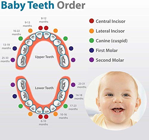 GeekerChip Bebé Dientes Caja(Niño),Caja de Madera para Guardar Dientes para Little Bebé [Versión Español]