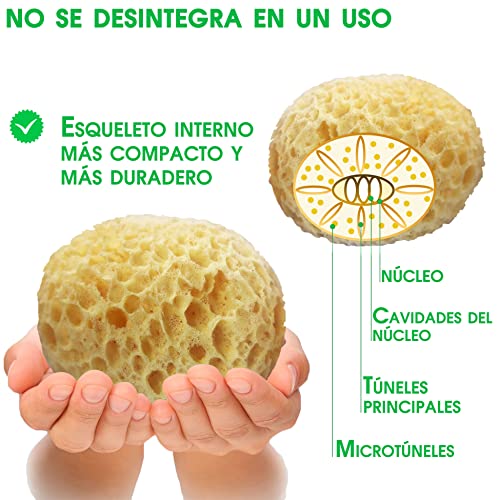 Pack x3 Esponja natural para bebe y personas mayores - Kit baby baño esponjas para el higiene del bebe recién nacido - Set cuidado bebe con esponja de baño natural y vegetal