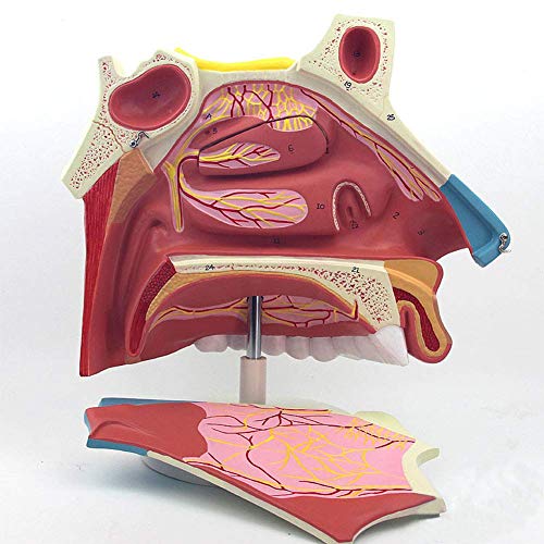 WQF Modelo anatómico de la cavidad Nasal, 3 Veces, Que Muestra el Hueso Nasal y la sección del cartílago Nasal, se Muestran los Senos Frontal y maxilar