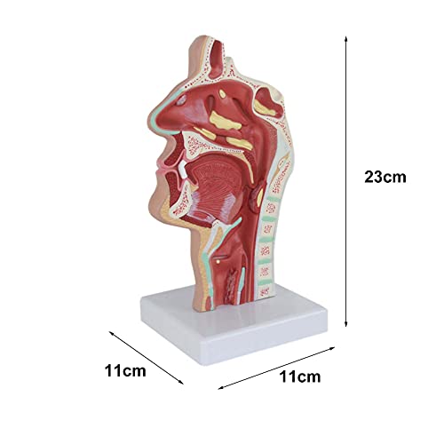 XHLLX Modelo De Patología Boca Humana Nariz Y Garganta Cavidad Nasal Modelo De Patología Tracto Respiratorio Patológico para Ayuda De Formación Educativa 23X11x11cm