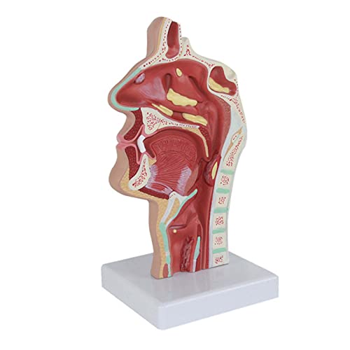 XHLLX Modelo De Patología Boca Humana Nariz Y Garganta Cavidad Nasal Modelo De Patología Tracto Respiratorio Patológico para Ayuda De Formación Educativa 23X11x11cm