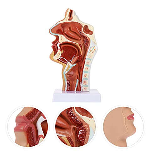 XHLLX Modelo De Patología Boca Humana Nariz Y Garganta Cavidad Nasal Modelo De Patología Tracto Respiratorio Patológico para Ayuda De Formación Educativa 23X11x11cm