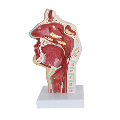 XHLLX Modelo De Patología Boca Humana Nariz Y Garganta Cavidad Nasal Modelo De Patología Tracto Respiratorio Patológico para Ayuda De Formación Educativa 23X11x11cm