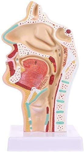 LHMYHHH Cavidad Nasal, cavidad Oral, laringe, Modelo de Estudio de faringe Cavidad Nasal anatómica Humana Garganta Herramienta de enseñanza médica