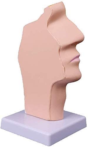 LHMYHHH Cavidad Nasal, cavidad Oral, laringe, Modelo de Estudio de faringe Cavidad Nasal anatómica Humana Garganta Herramienta de enseñanza médica