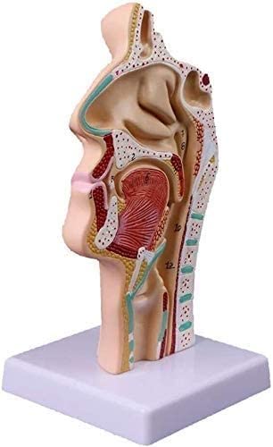 LHMYHHH Cavidad Nasal, cavidad Oral, laringe, Modelo de Estudio de faringe Cavidad Nasal anatómica Humana Garganta Herramienta de enseñanza médica