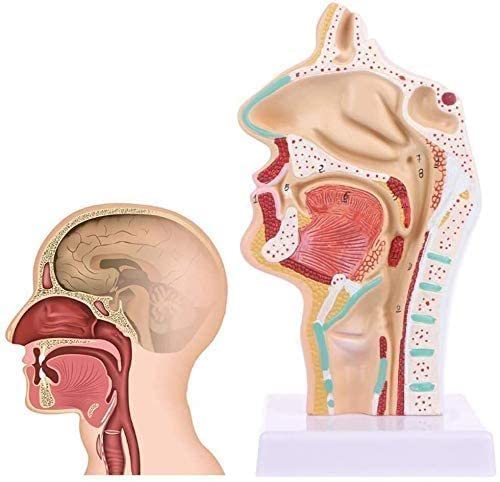 LHMYHHH Cavidad Nasal, cavidad Oral, laringe, Modelo de Estudio de faringe Cavidad Nasal anatómica Humana Garganta Herramienta de enseñanza médica