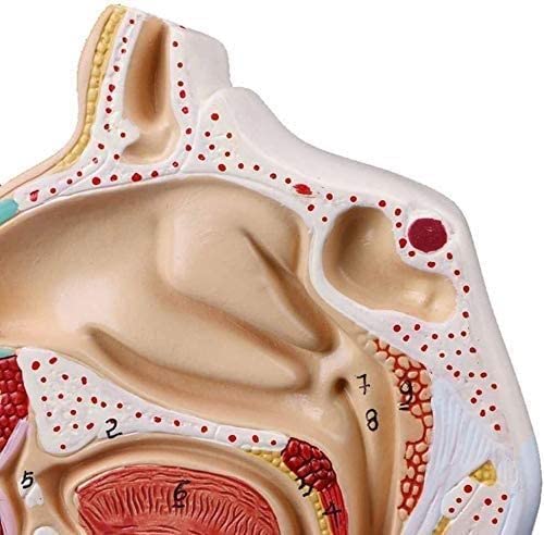 LHMYHHH Cavidad Nasal, cavidad Oral, laringe, Modelo de Estudio de faringe Cavidad Nasal anatómica Humana Garganta Herramienta de enseñanza médica