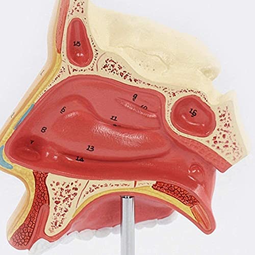 LHMYHHH Modelo de Estudio de Garganta y Nariz, Modelo anatómico de la Boca de la cavidad Nasal, anatómico médico